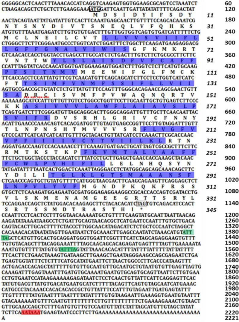 A novel chemerin receptor 1 (Chemerin1) takes part in the immune response of cobia (Rachycentron canadum)