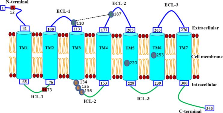 A novel chemerin receptor 1 (Chemerin1) takes part in the immune response of cobia (Rachycentron canadum)