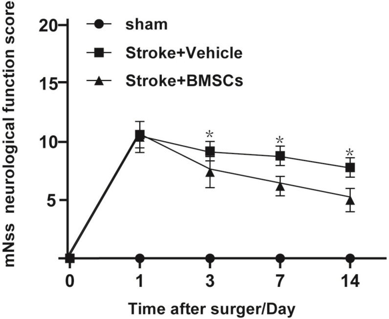 Effects and Mechanisms of Bone Marrow Mesenchymal Stem Cell Transplantation for Treatment of Ischemic Stroke in Hypertensive Rats.