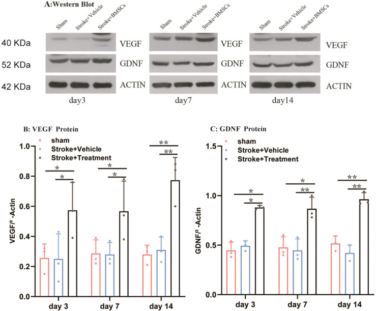 Effects and Mechanisms of Bone Marrow Mesenchymal Stem Cell Transplantation for Treatment of Ischemic Stroke in Hypertensive Rats.