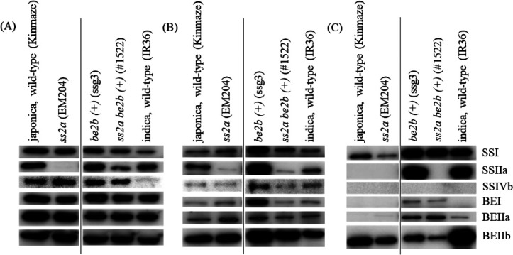 Starch Biosynthetic Protein Complex Formation in Rice <i>ss2a be2b (</i>+<i>)</i> Double Mutant Differs from Their Parental Single Mutants.