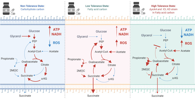 Fatty acid metabolism of <i>Mycobacterium tuberculosis</i>: A double-edged sword.