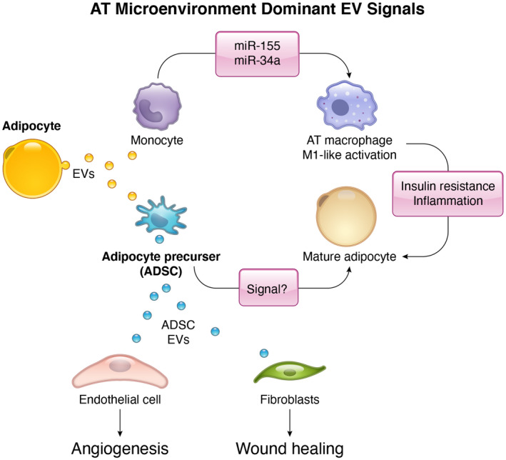 The microenvironment-a general hypothesis on the homeostatic function of extracellular vesicles.