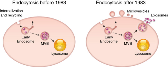 The microenvironment-a general hypothesis on the homeostatic function of extracellular vesicles.