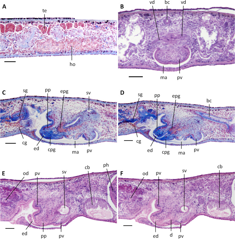 Two new species of Dugesia (Platyhelminthes, Tricladida, Dugesiidae) from the subtropical monsoon region in Southern China, with a discussion on reproductive modalities.