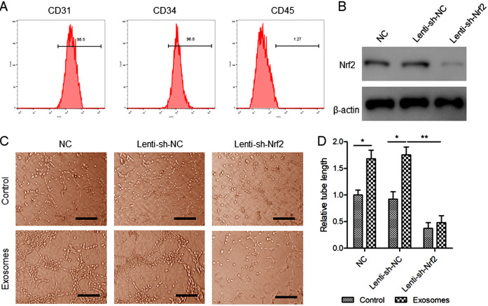 Pharmaceutical Activation of Nrf2 Accelerates Diabetic Wound Healing by Exosomes from Bone Marrow Mesenchymal Stem Cells.