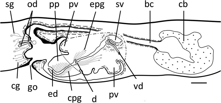 Two new species of Dugesia (Platyhelminthes, Tricladida, Dugesiidae) from the subtropical monsoon region in Southern China, with a discussion on reproductive modalities.