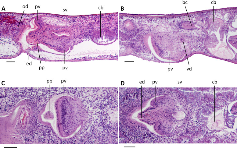 Two new species of Dugesia (Platyhelminthes, Tricladida, Dugesiidae) from the subtropical monsoon region in Southern China, with a discussion on reproductive modalities.