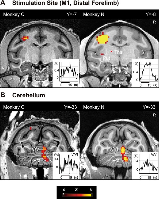 Cerebro-cerebellar interactions in nonhuman primates examined by optogenetic functional magnetic resonance imaging.