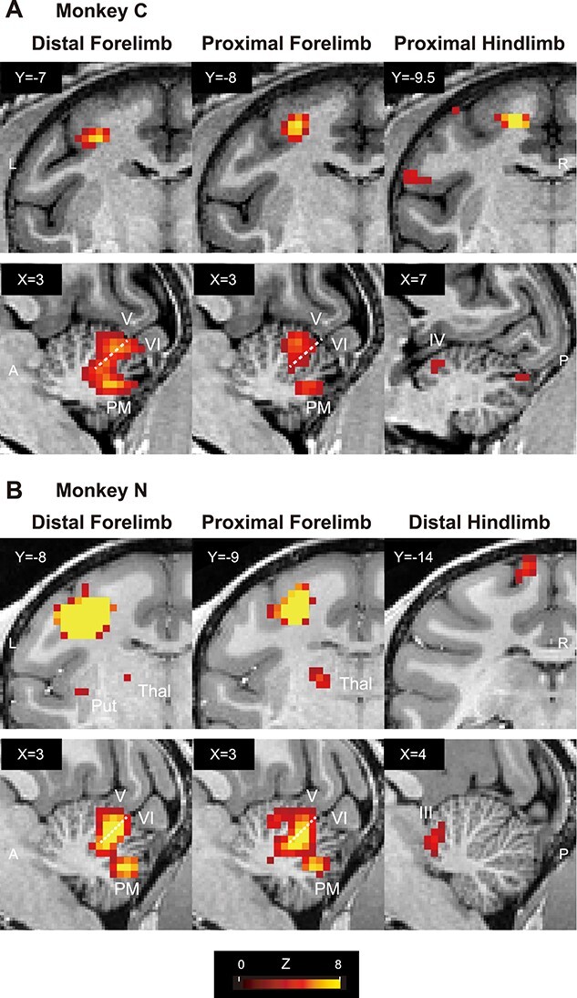 Cerebro-cerebellar interactions in nonhuman primates examined by optogenetic functional magnetic resonance imaging.