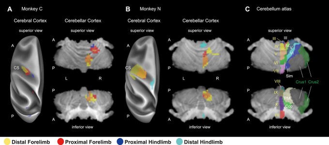 Cerebro-cerebellar interactions in nonhuman primates examined by optogenetic functional magnetic resonance imaging.