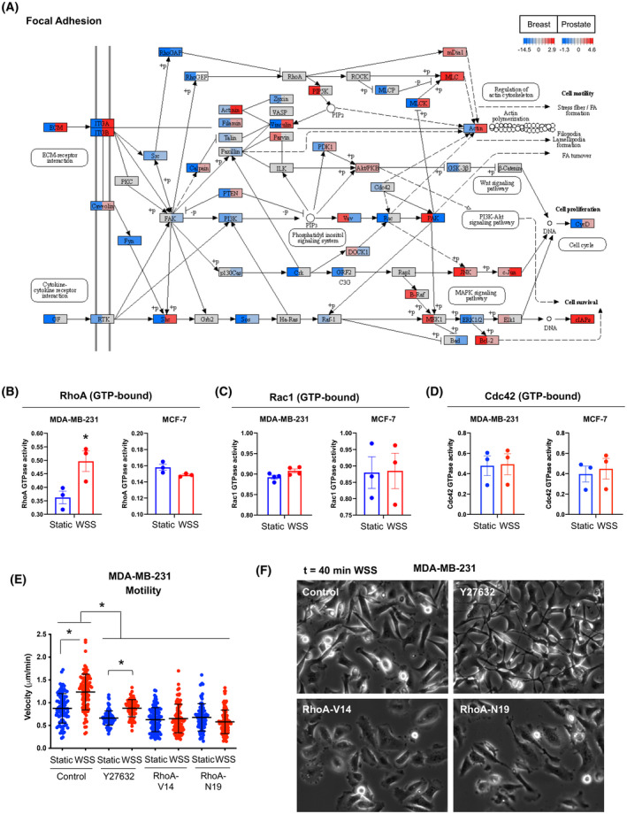 RhoA-ROCK competes with YAP to regulate amoeboid breast cancer cell migration in response to lymphatic-like flow.