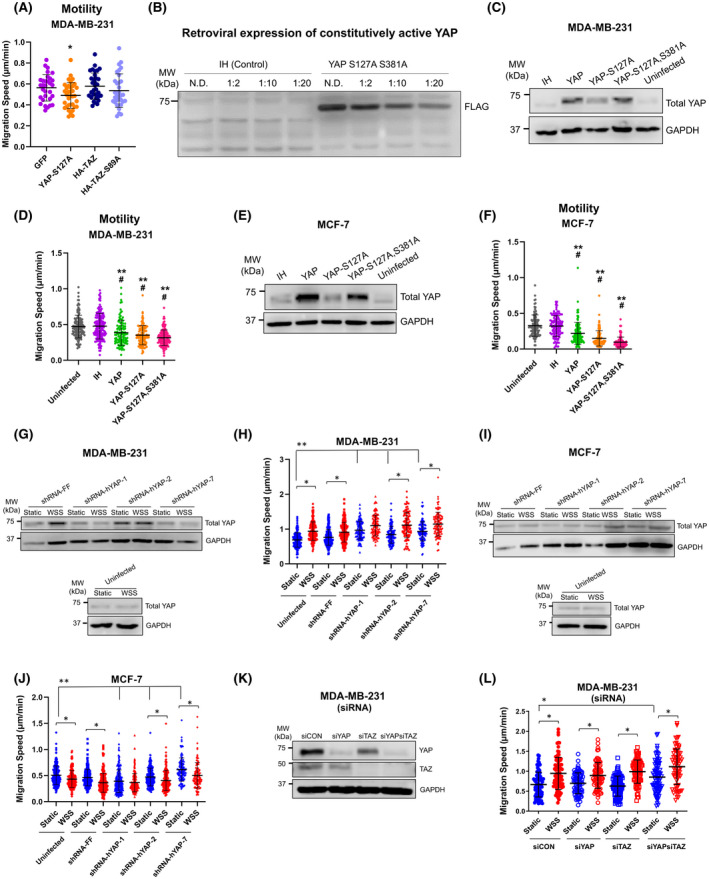 RhoA-ROCK competes with YAP to regulate amoeboid breast cancer cell migration in response to lymphatic-like flow.