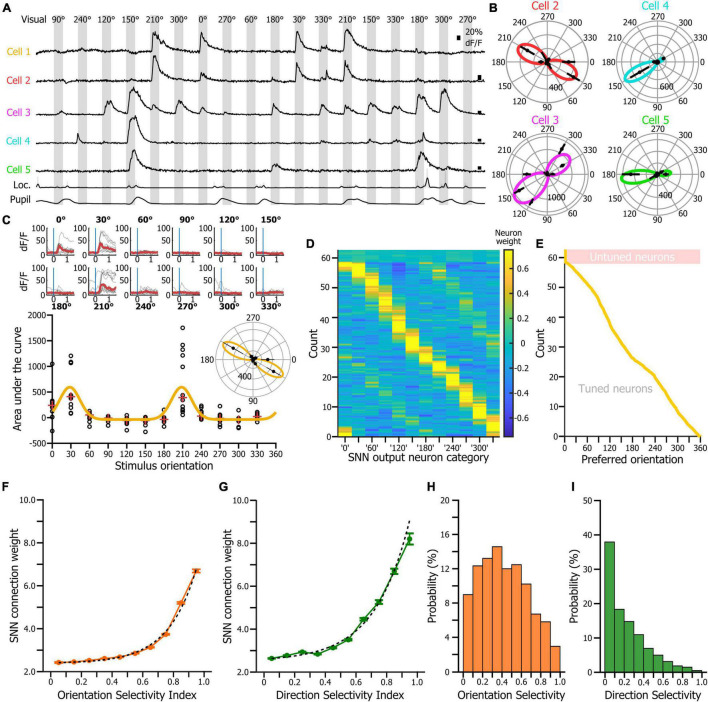 Estimating How Sounds Modulate Orientation Representation in the Primary Visual Cortex Using Shallow Neural Networks.