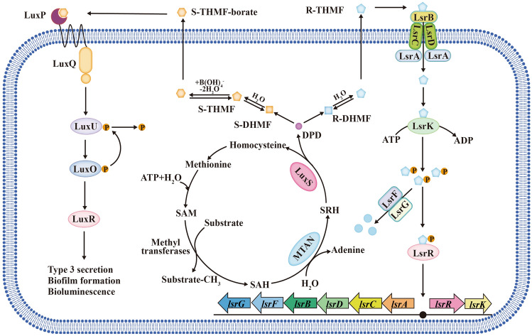 The role of bacterial signaling networks in antibiotics response and resistance regulation.