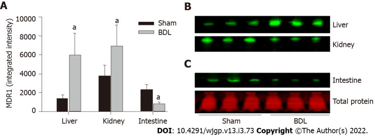 Evaluating the regulation of transporter proteins and P-glycoprotein in rats with cholestasis and its implication for digoxin clearance.