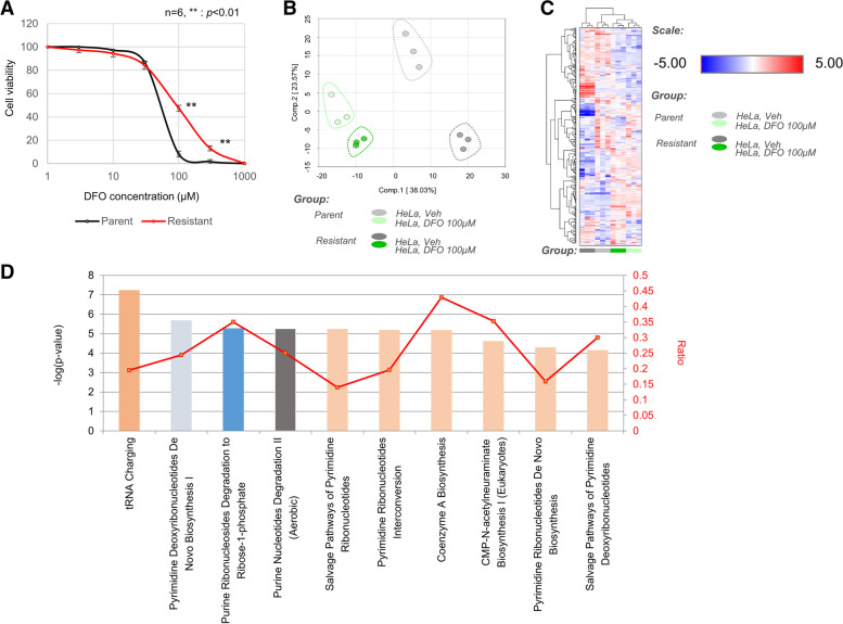 An iron chelation-based combinatorial anticancer therapy comprising deferoxamine and a lactate excretion inhibitor inhibits the proliferation of cancer cells.