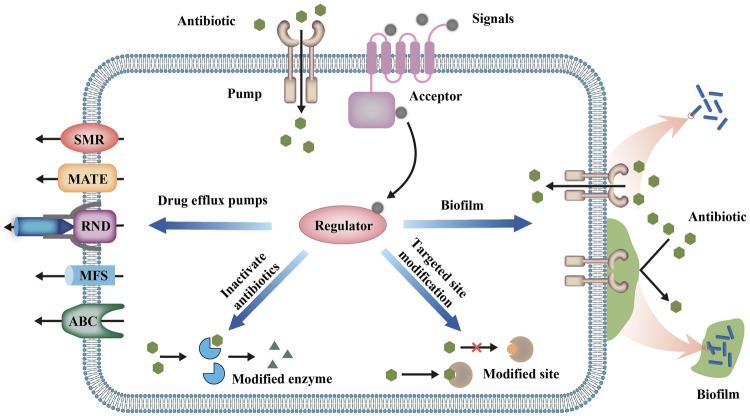 The role of bacterial signaling networks in antibiotics response and resistance regulation.