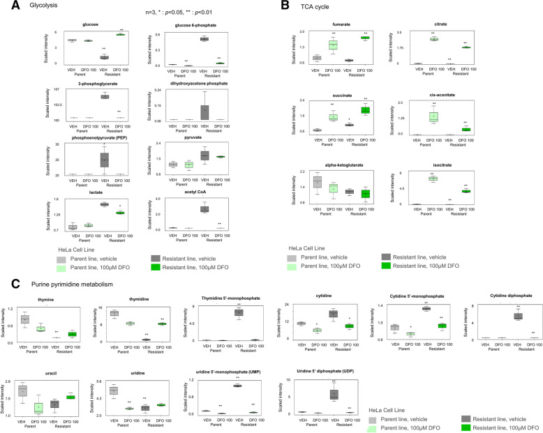 An iron chelation-based combinatorial anticancer therapy comprising deferoxamine and a lactate excretion inhibitor inhibits the proliferation of cancer cells.