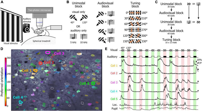 Estimating How Sounds Modulate Orientation Representation in the Primary Visual Cortex Using Shallow Neural Networks.