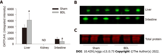 Evaluating the regulation of transporter proteins and P-glycoprotein in rats with cholestasis and its implication for digoxin clearance.