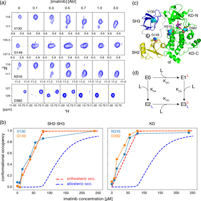 Imatinib disassembles the regulatory core of Abelson kinase by binding to its ATP site and not by binding to its myristoyl pocket.