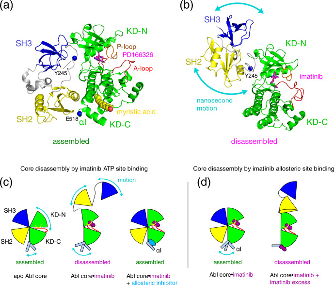 Imatinib disassembles the regulatory core of Abelson kinase by binding to its ATP site and not by binding to its myristoyl pocket.