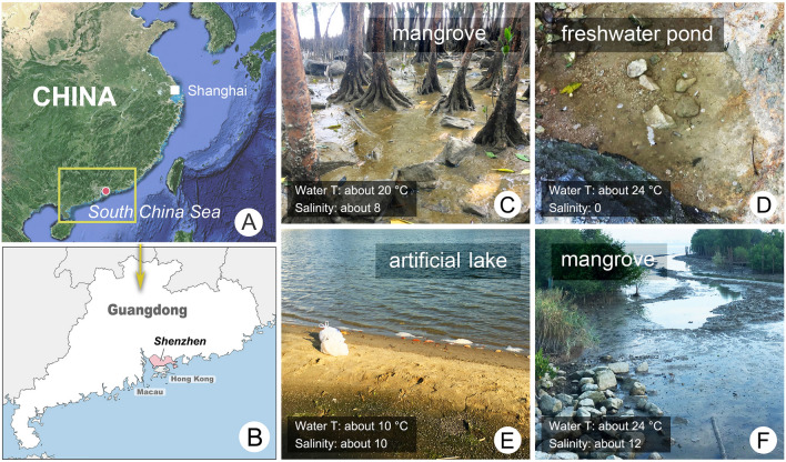 Integrative studies on the taxonomy and molecular phylogeny of four new <i>Pleuronema</i> species (Protozoa, Ciliophora, Scuticociliatia).