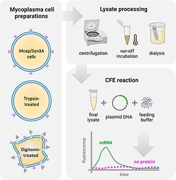 Traditional protocols and optimization methods lead to absent expression in a mycoplasma cell-free gene expression platform.