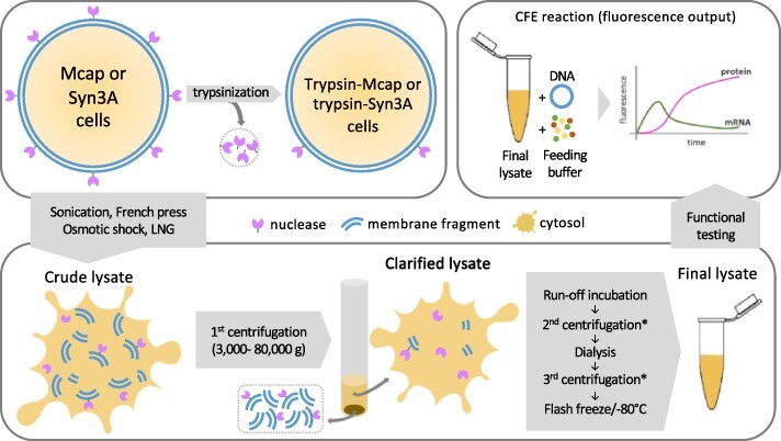 Traditional protocols and optimization methods lead to absent expression in a mycoplasma cell-free gene expression platform.
