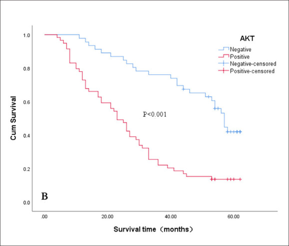 Prognosis of gastric adenocarcinoma associated with girdin, Akt, and cortactin.