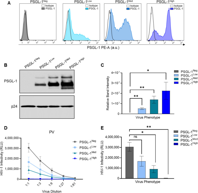 P-selectin glycoprotein ligand-1 (PSGL-1/CD162) is incorporated into clinical HIV-1 isolates and can mediate virus capture and subsequent transfer to permissive cells.