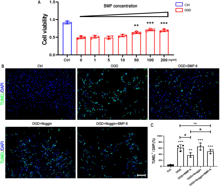 BMP-6 Attenuates Oxygen and Glucose Deprivation-Induced Apoptosis in Human Neural Stem Cells through Inhibiting p38 MAPK Signaling Pathway.