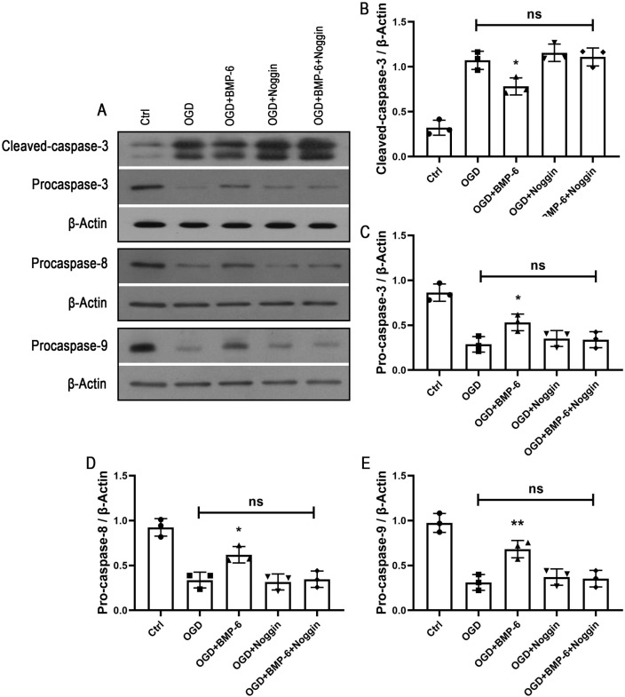 BMP-6 Attenuates Oxygen and Glucose Deprivation-Induced Apoptosis in Human Neural Stem Cells through Inhibiting p38 MAPK Signaling Pathway.