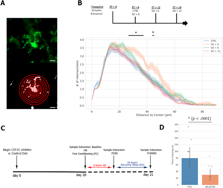 Microglia are involved in the protection of memories formed during sleep deprivation