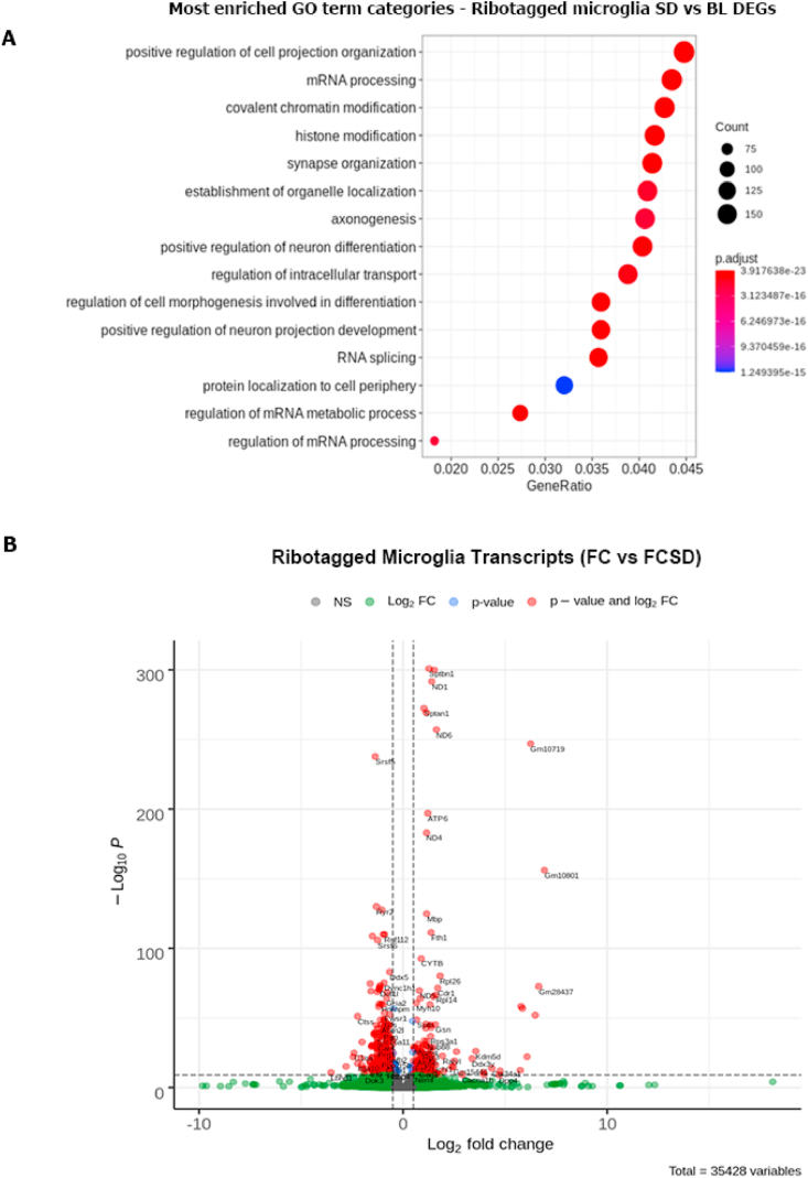 Microglia are involved in the protection of memories formed during sleep deprivation