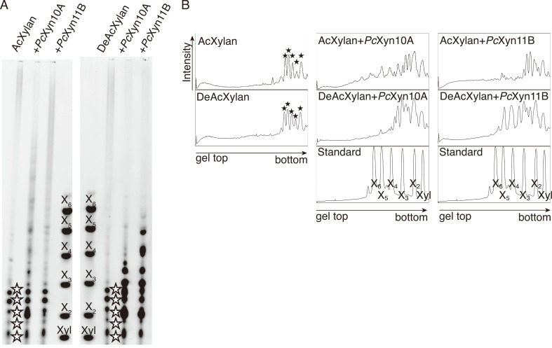 Acetylated Xylan Degradation by Glycoside Hydrolase Family 10 and 11 Xylanases from the White-rot Fungus <i>Phanerochaete chrysosporium</i>.