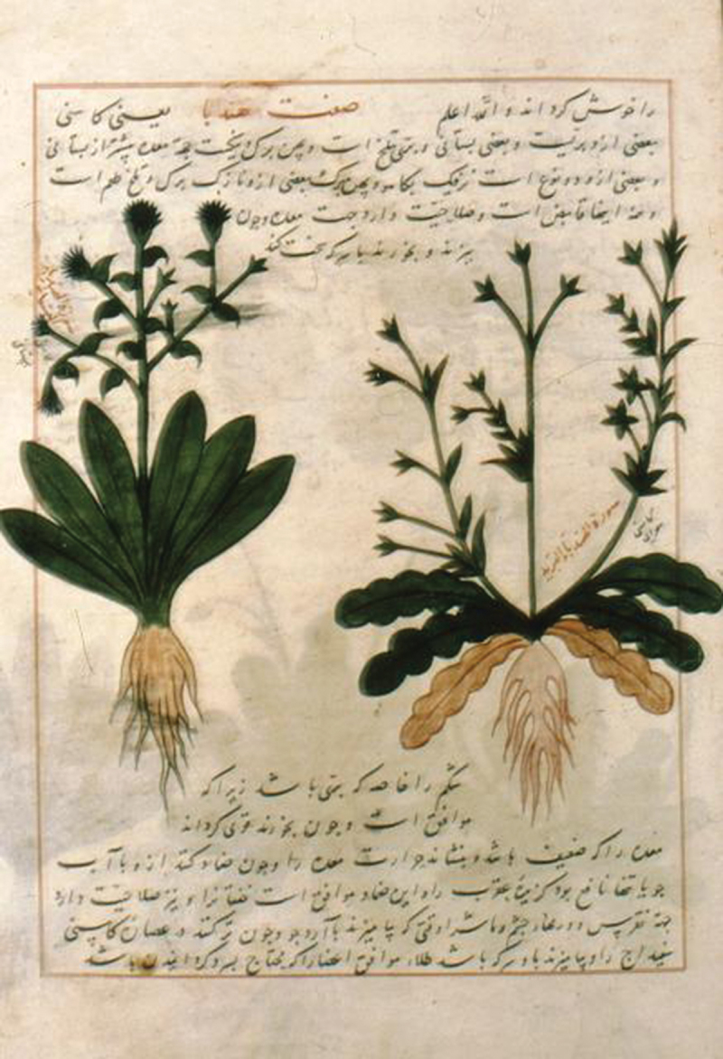 Medicinal plants in the treatment of urinary tract malignancies during the Araboislamic period (7<sup>th</sup>- 14<sup>th</sup> century AD).