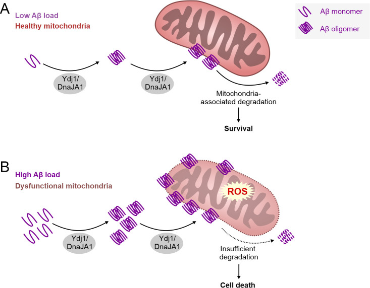 A pathological role of the Hsp40 protein Ydj1/DnaJA1 in models of Alzheimer's disease.