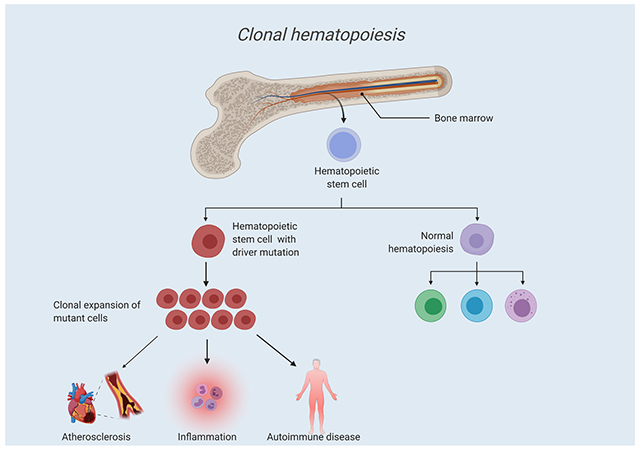 Clonal hematopoiesis and vascular disease.