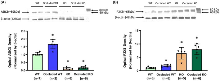 ASIC3 knockout alters expression and activity of P2X3 in muscle afferent nerves of rat model of peripheral artery disease.