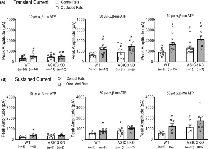 ASIC3 knockout alters expression and activity of P2X3 in muscle afferent nerves of rat model of peripheral artery disease.