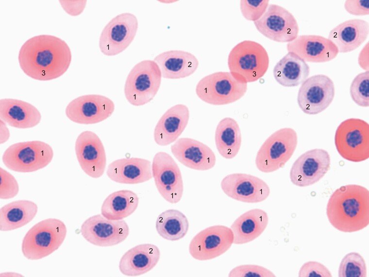 Validation of the hen's egg test for micronucleus induction (HET-MN): detailed protocol including scoring atlas, historical control data and statistical analysis.