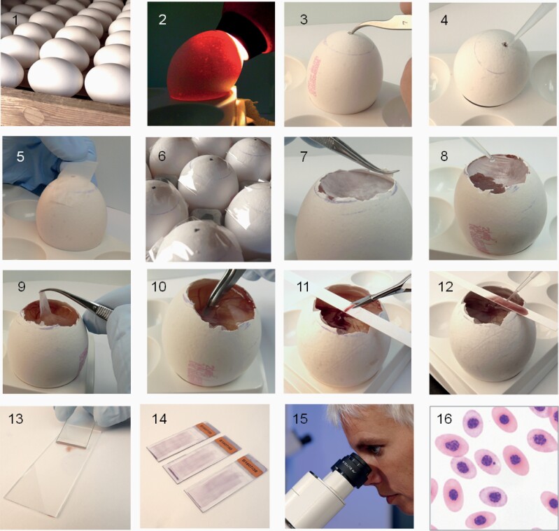 Validation of the hen's egg test for micronucleus induction (HET-MN): detailed protocol including scoring atlas, historical control data and statistical analysis.