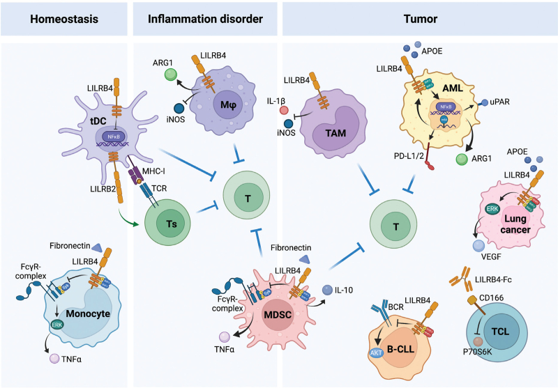 LILRB4, an immune checkpoint on myeloid cells.