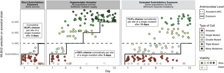 Evolved resistance to a novel cationic peptide antibiotic requires high mutation supply.