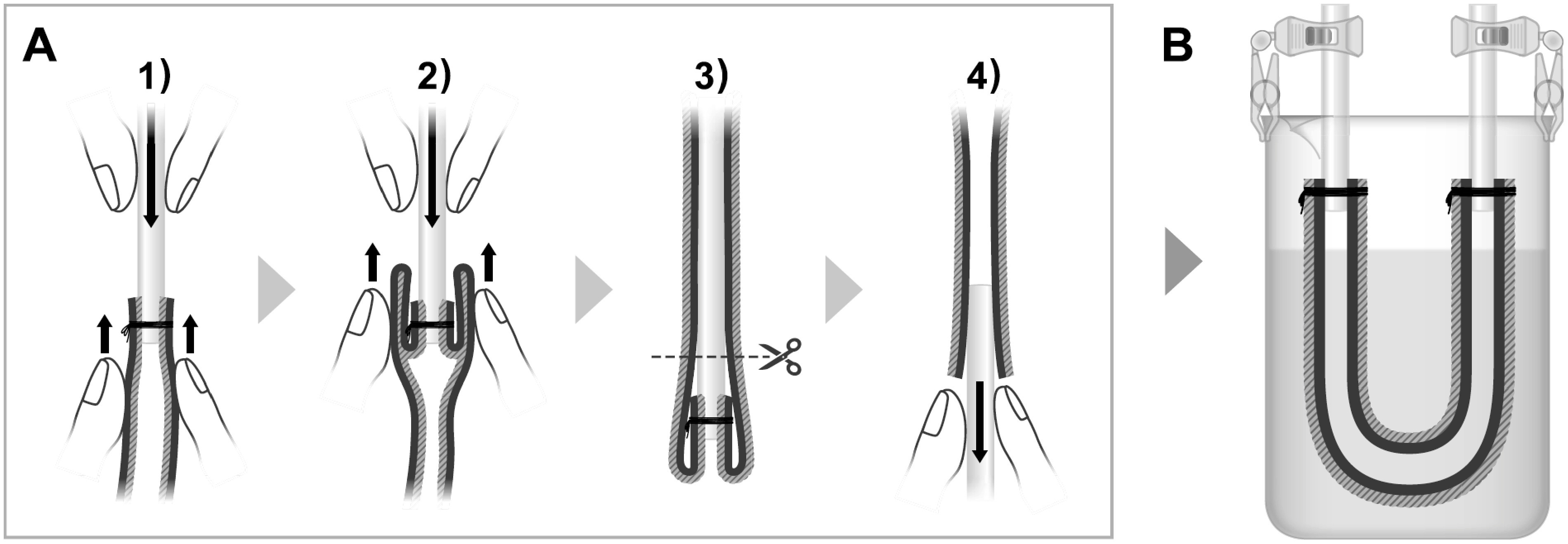 Permeability of the fish intestinal membrane to bulky chemicals.