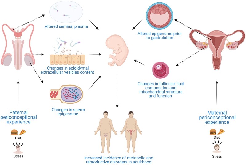 Early programming of reproductive health and fertility: novel neuroendocrine mechanisms and implications in reproductive medicine.