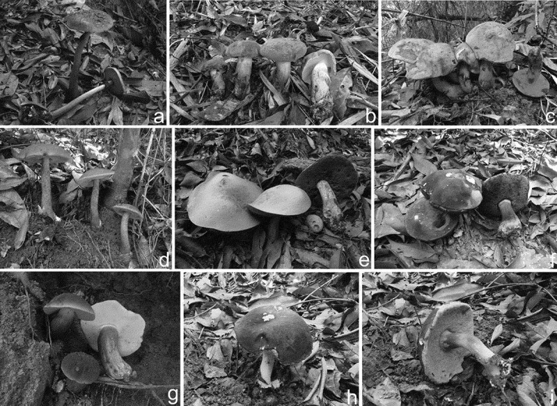 Preparation, structural characterisation, and antioxidant activities of polysaccharides from eight boletes (Boletales) in tropical China.