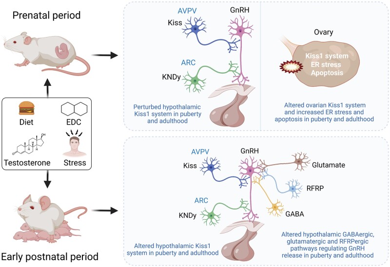 Early programming of reproductive health and fertility: novel neuroendocrine mechanisms and implications in reproductive medicine.